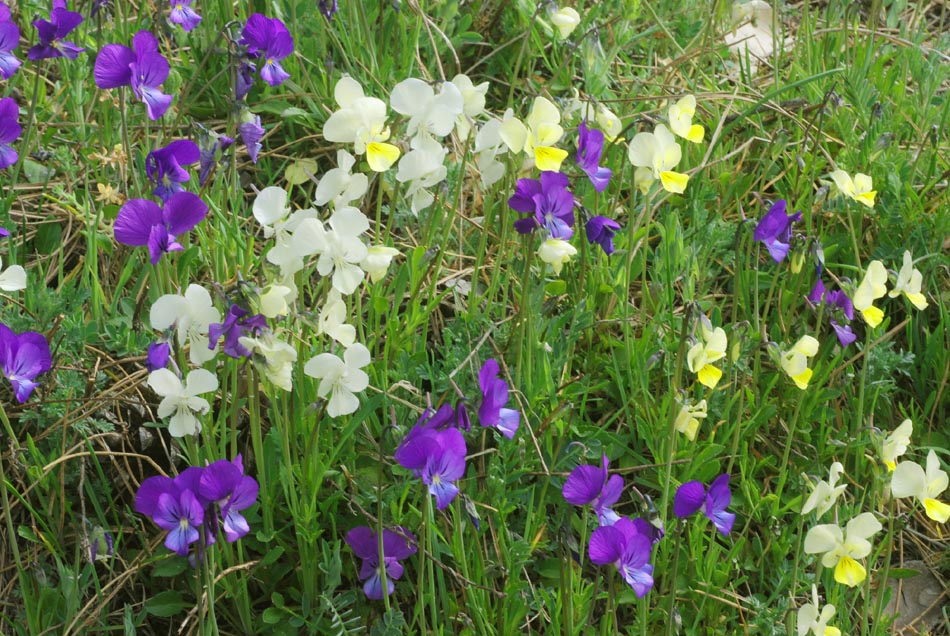 Viola aethnensis / Viola dell''Etna